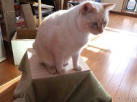 冬に猫とくれば…「ねこたつ」をDIYで作る 画像