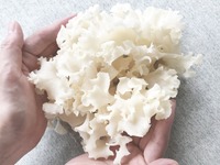 自動車の電球が幻のキノコになった？---大井川電機のチャレンジ 画像