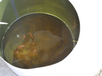 慣らし運転、暖機運転は必要？ 不要？［カスタムHOW TO］ 画像