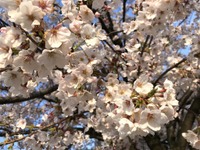 桜開花マップ、全国の名所1000か所…Yahoo! MAPが提供開始 画像