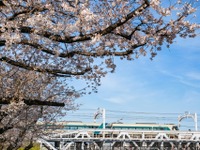 いつもより長くサクラ見物…東武が隅田川をスローに渡る「サクラトレイン」　3月22日-4月1日 画像