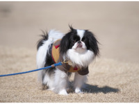 予想外の出会いから家族に、狆の「もんじろう」…飼い主さんにお話を聞きました 画像
