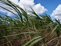 サトウキビや大豆から潤滑油…カーボンニュートラルへ　ENEOSが開発 画像