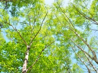 植物由来のCNF強化プラスチック…自動車部品　豊田合成が開発 画像