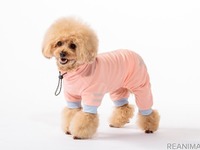 虫対策ができる犬用ペットウェア、夜間の車も考慮　カインズが発売 画像