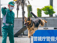 【働く犬】警備犬…犯人制圧や災害救助など幅広い任務［インタビュー］ 画像