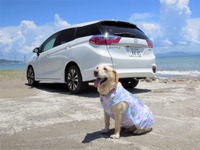 【青山尚暉のわんダフルカーライフ】わが家の夏の愛犬連れドライブ8か条 画像