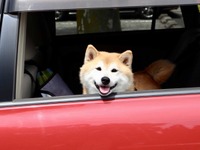 ペットを旅行へ連れて行こうとすると？…愛犬とのレジャーに関する意識・実態 画像