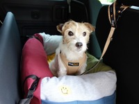 犬を後席に乗せるときのベストな方法とは?【青山尚暉のわんダフルカーライフ】 画像