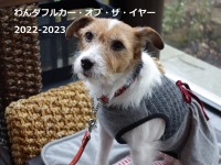 電動化の波が押し寄せる中、わんダフルCOTYにも異変アリ!?【青山尚暉のわんダフルカーライフ】 画像