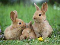 バス停で「卯」「兎」「うさぎ」のつくところ---2023年の干支 画像