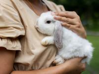 うさぎ、かわいいね---こんなウサギグッズがありました 画像