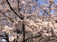 【全国開花予想】お花見スポットを教えてください…アンケート 画像