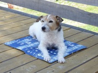 愛犬とのドライブで役立つ神アイテム 2023年度版【青山尚暉のわんダフルカーライフ】 画像