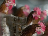 鶏糞や廃棄食料から水素を製造---トヨタ、豊田通商、三菱化工機がタイに初導入 画像