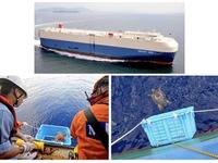 アカウミガメも運ぶ自動車運搬船---太平洋熱回廊の謎 画像