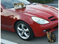 猫からクルマを、クルマを猫から守る「キャットセイバーIII」発売 画像