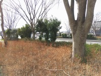 ビッグモーター、除草剤による街路樹枯死を認める 画像