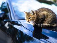 急増「猫がエンジンルームに」トラブル、1月の18倍…JAF調べ 画像