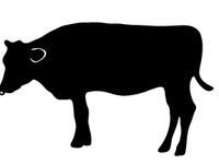 畜産DX:トヨタテクニカルディベロップメントとソフトバンクが協働 画像