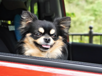 愛犬家の車選び、何を重要視する？---広さと安全性 画像