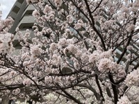 高齢者にやさしい「お花見タクシー」、国際自動車が予約開始 画像