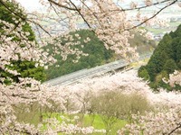 高速バスの車窓からお花見！ WILLER EXPRESS 乗務員が教えてくれたスポット5選 画像