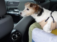 愛犬とドライブするのに役立つクルマの機能＆装備とは？ その1【青山尚暉のわんダフルカーライフ】 画像