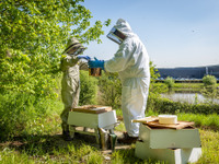 ロールスロイスが養蜂活動を強化、「世界ミツバチの日」を祝う　5月20日 画像