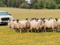 ベントレー、愛犬家の祭典「グッドウーフ2024」に参加…SUV『ベンテイガ」が羊飼いに 画像