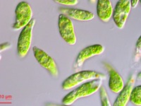 ミドリムシ由来のバイオ燃料開発へ、ユーグレナとペトロナスが共同研究契約締結 画像