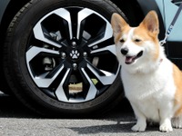 どこ行きたい？ 愛犬とのお泊まり旅行、意外と多いかも…あると便利なワンちゃんカーグッズ 画像