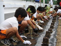トヨタ車体、ケナフ植栽式を開催、小学生が種から育てた苗を植栽 画像