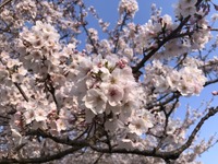 お花見はここへ行く！…2025年春はどこがお勧めですか、教えてください 画像