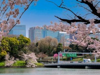 お花見するならここ…4月上旬にかけて各地で満開予想 画像