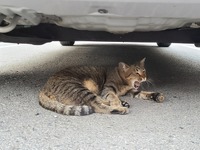 意外ニャ！ 6月に急増、猫のエンジンルーム侵入…要注意 画像