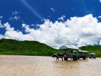 ジョルダン、沖縄・由布島の水牛車定期便のオンライン予約サービス開始 画像