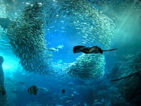 水族館、食事、宿泊、ゴルフで優待…オリックスカーシェアリング 画像