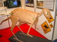 【ESV国際会議】おっと、カンガルーのダミーを発見!! 画像