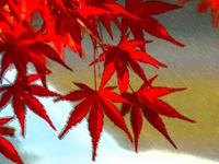 ケータイ向けMapFanで紅葉特集 画像