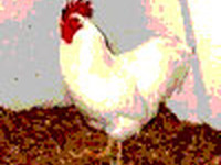 唐揚げに勝手にレモン…宴会でのマナー大丈夫？ 画像