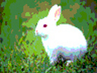 手作り年賀状お助けサイト…人気の無料ツール＆素材 画像