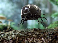 VW ニュービートル 後継車をPR…スーパーボウル 画像