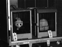 ［動画］歴代パンダ…カンカン＆ランラン　1972年来園 画像
