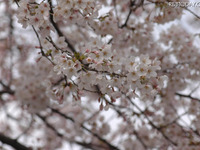 桜シーズン例年より遅め、東京で開花 画像