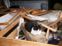 【東日本大震災】石巻湾田代島、猫は生き延びていた 画像