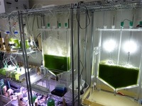 IHIなど、藻類バイオ燃料を研究開発 画像