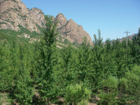 トヨタ、中国で新たに植林活動 画像