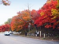 MapFan Web 観光楽地図、“日塩もみじライン”ドライブ情報を提供 画像