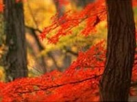マピオンが紅葉特集リリース…PCとケータイサイト 画像